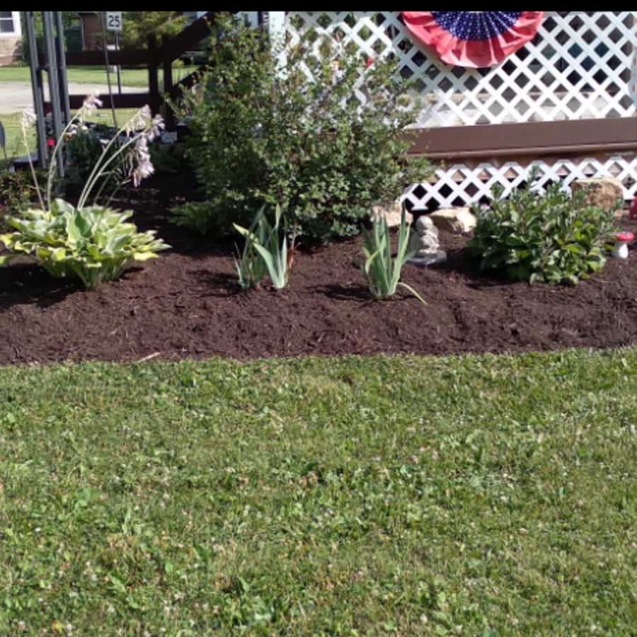 After: fresh mulch and maintained landscape bed with hostas
