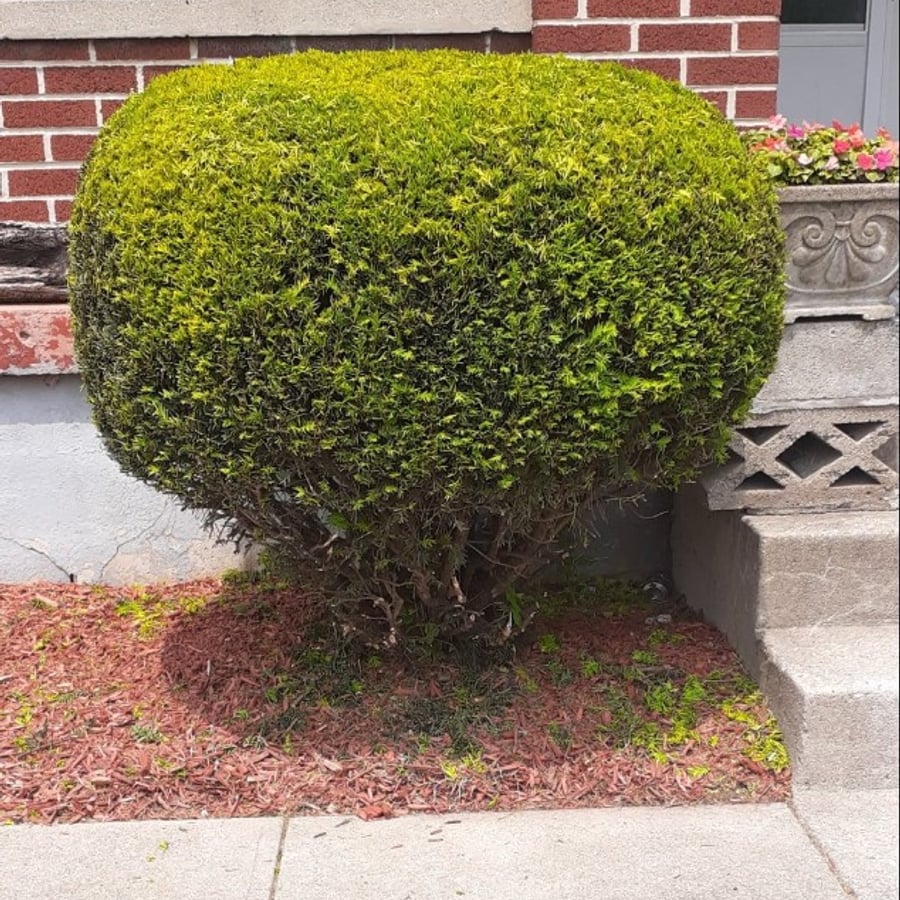 After: shaped evergreen and clean mulch bed along brick walkway