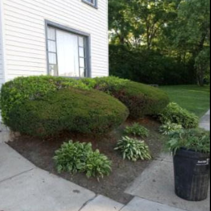 Before: overgrown shrubs and bare soil in landscape bed