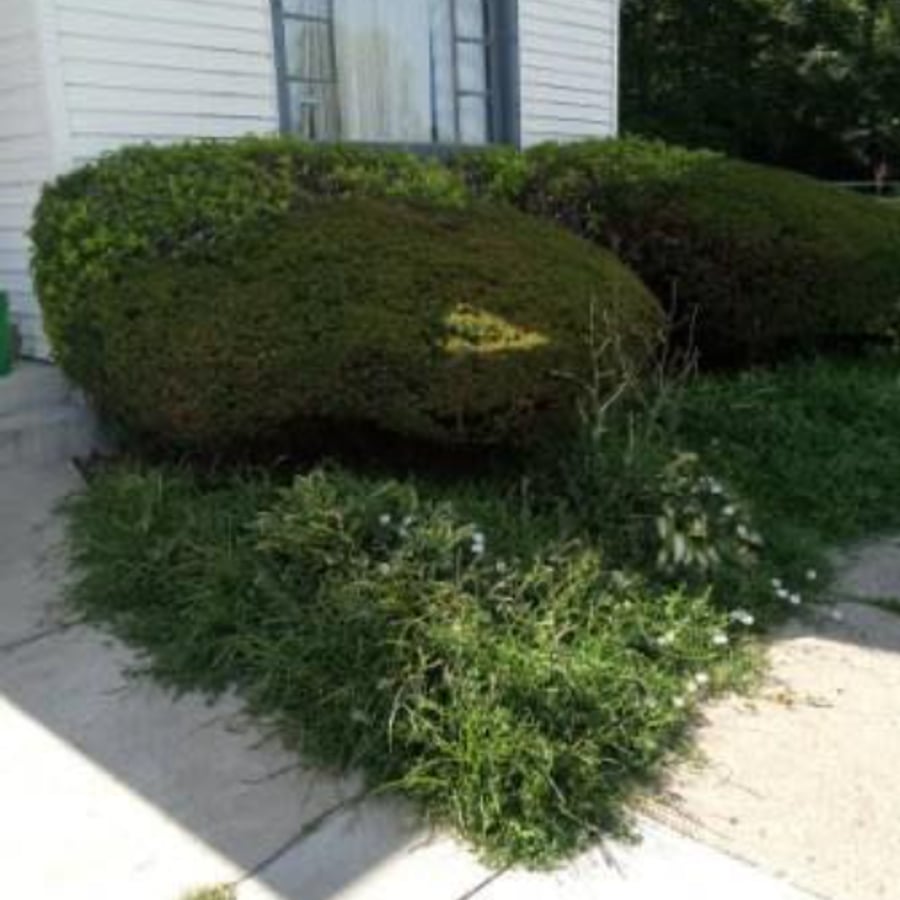 Before: overgrown shrubs and weeds on walkway at white-sided home