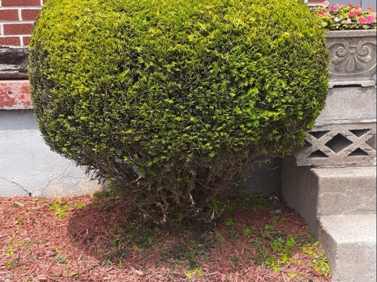 Professionally shaped evergreen shrub after hedge trimming