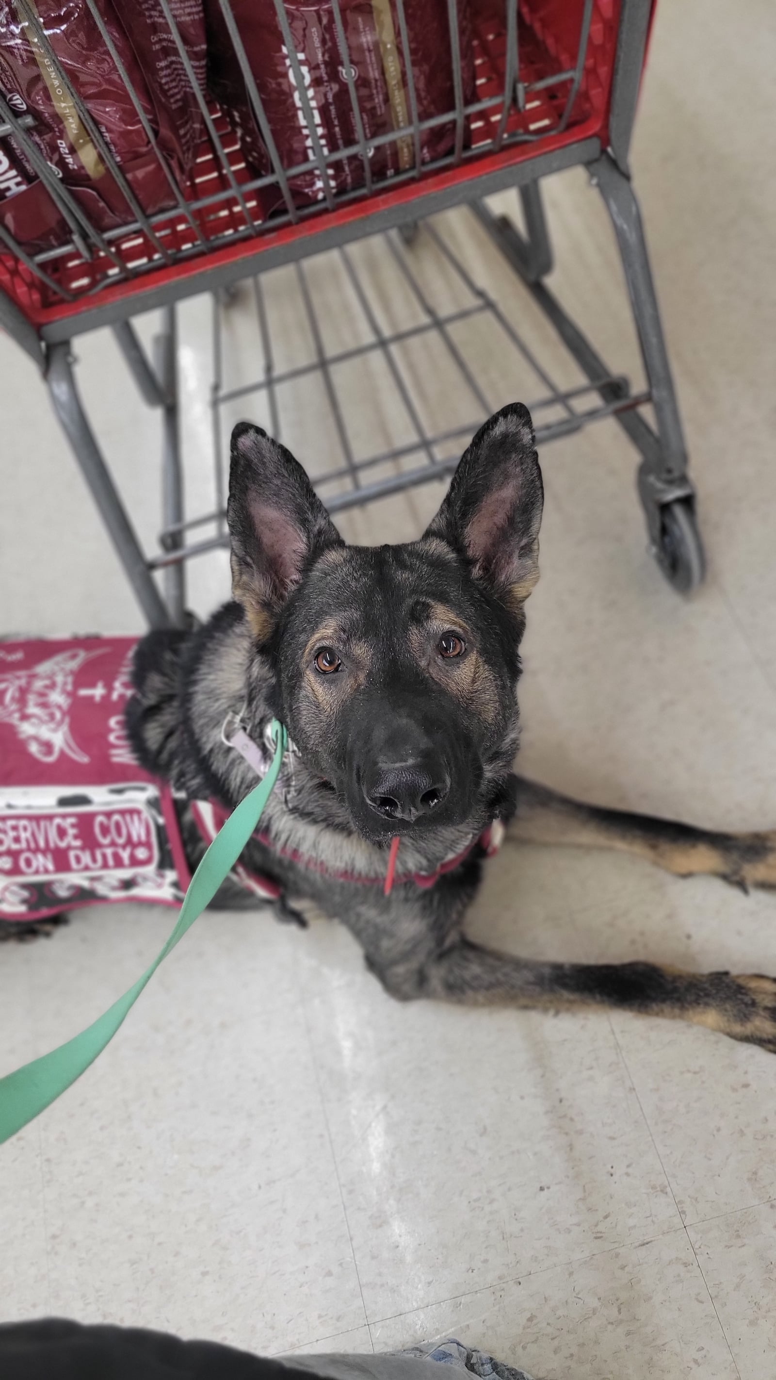 German Shepherd in a service vest holding a down-stay at a grocery store