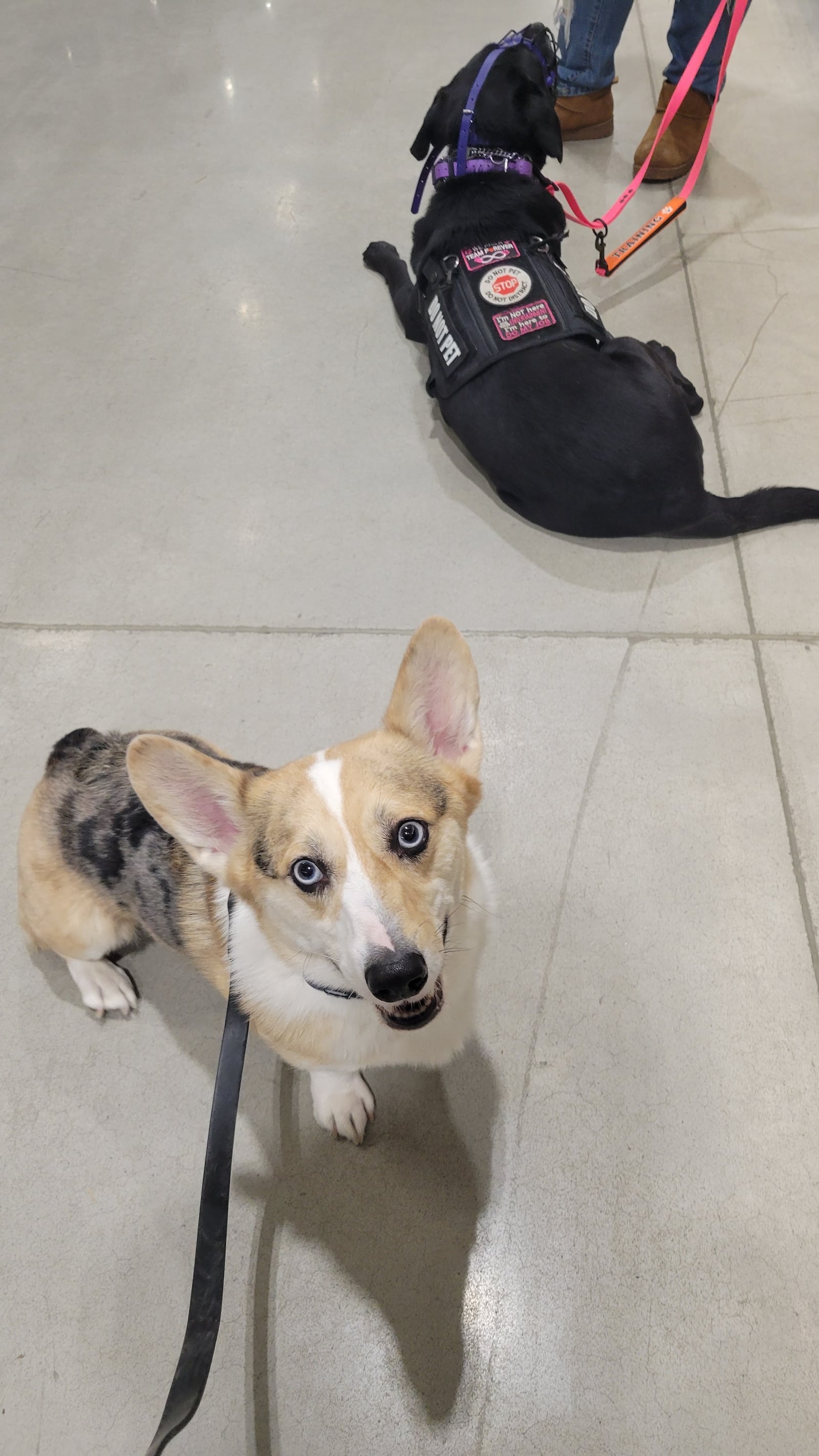 Merle Corgi and black service dog in training gear during an indoor session