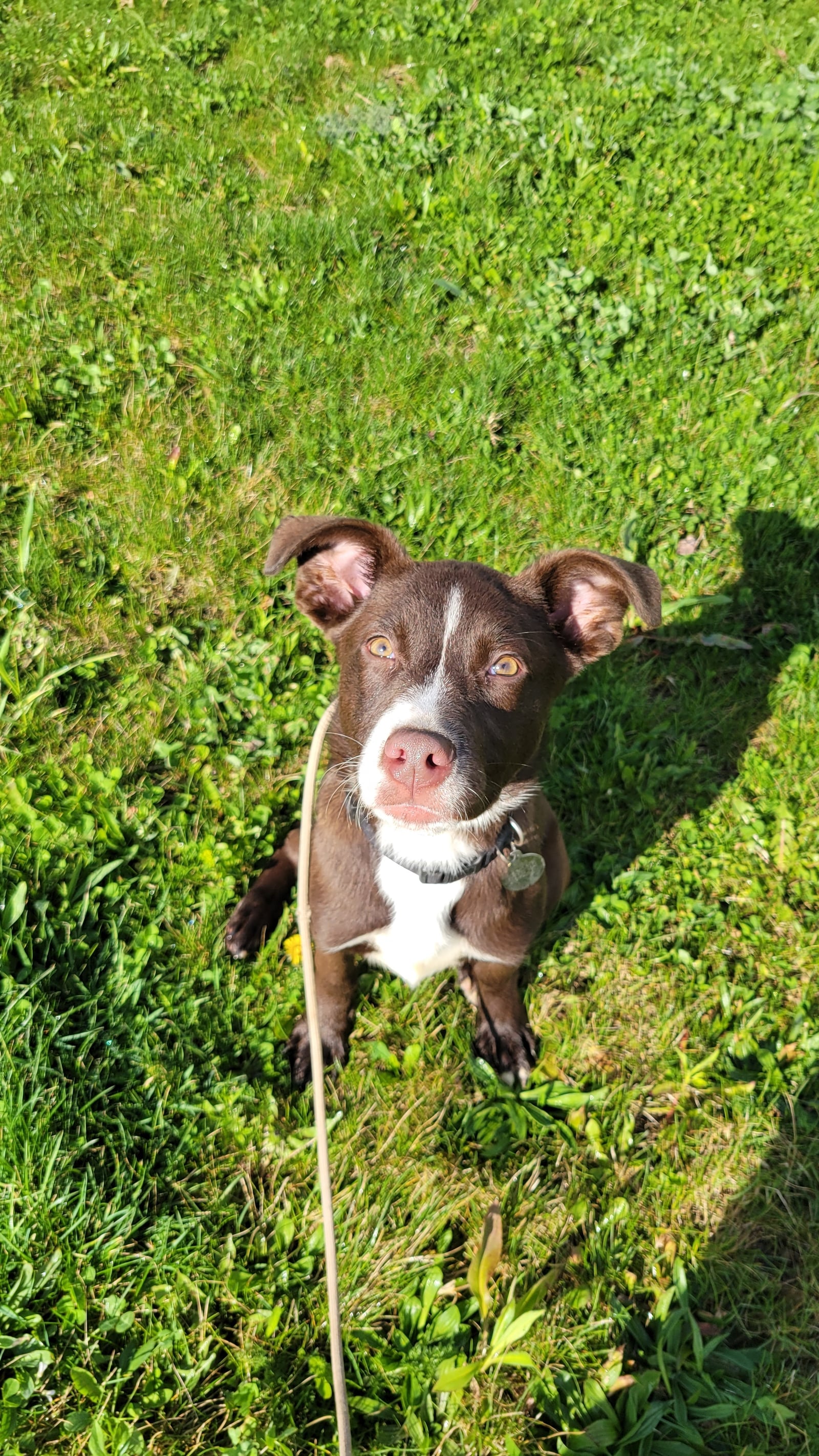 Brown and white pit mix puppy sitting attentively on grass during training