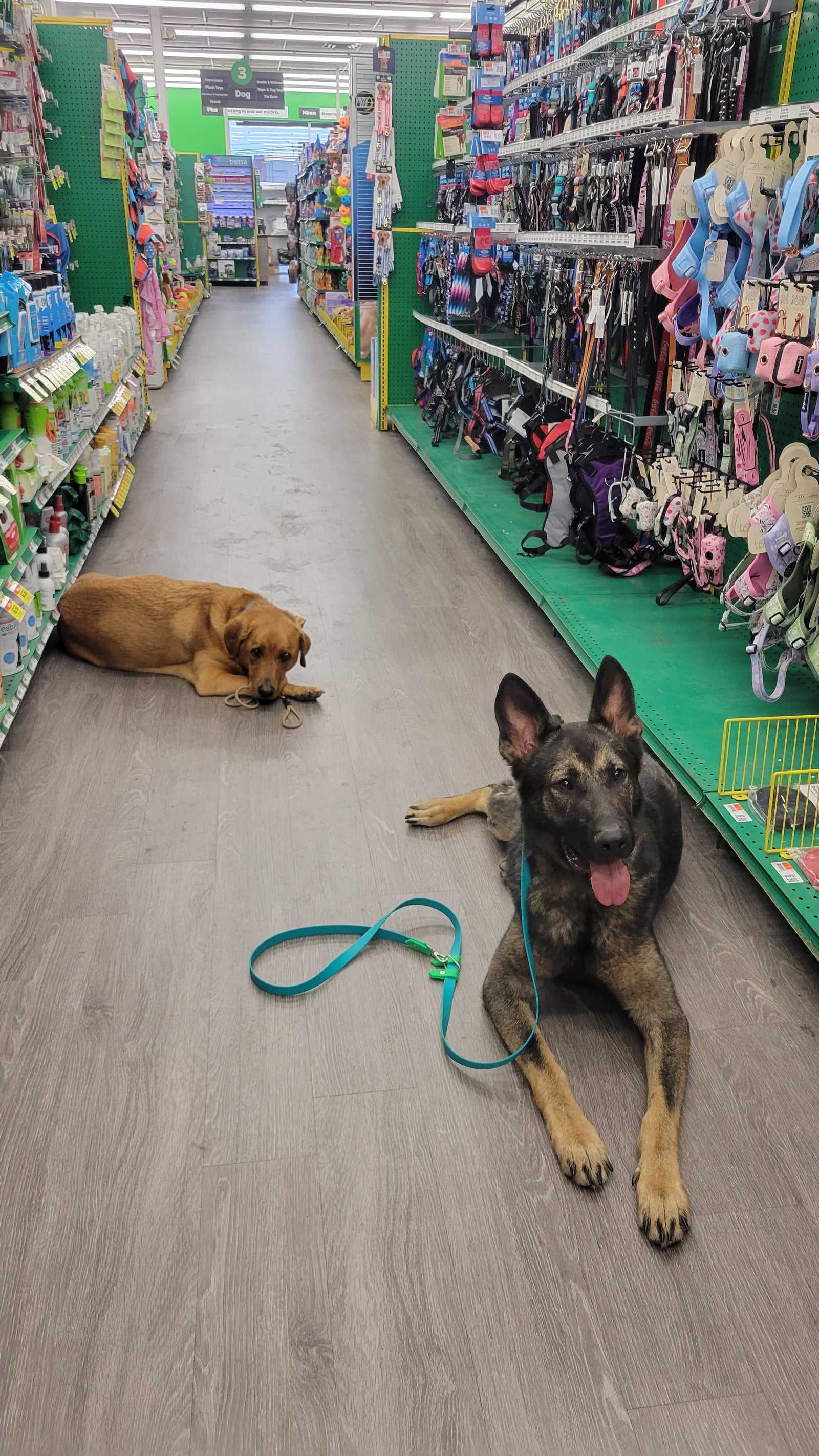 German Shepherd and golden dog in a down-stay at a pet store during public training
