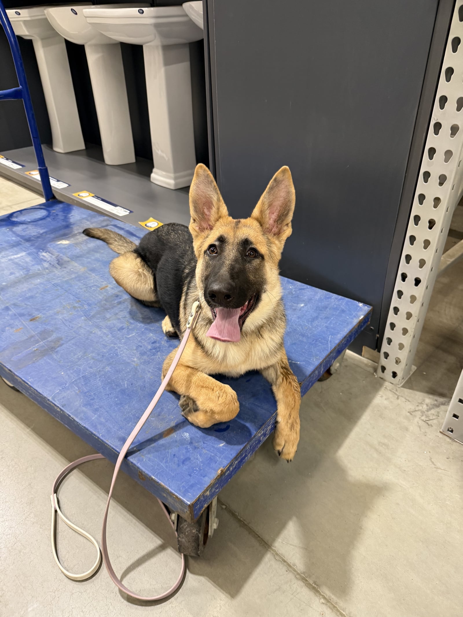 German Shepherd puppy holding a down-stay on a flatbed cart at a home improvement store