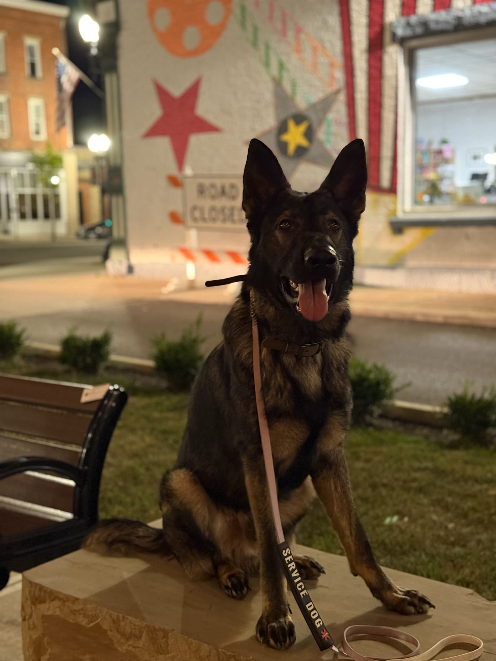 German Shepherd sitting on a stone block with a service dog leash at night