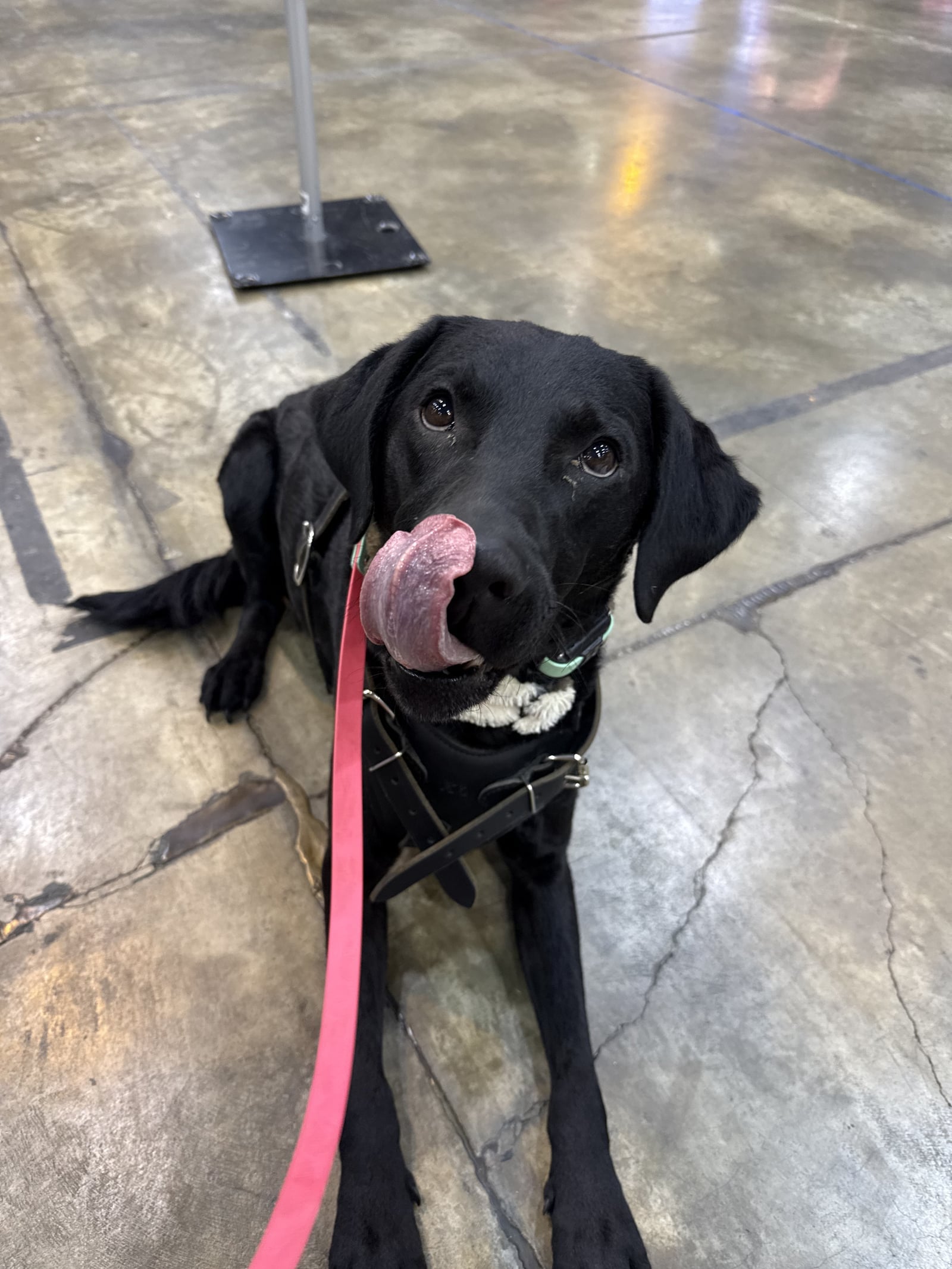 Black Labrador in a harness holding a down-stay on a concrete floor