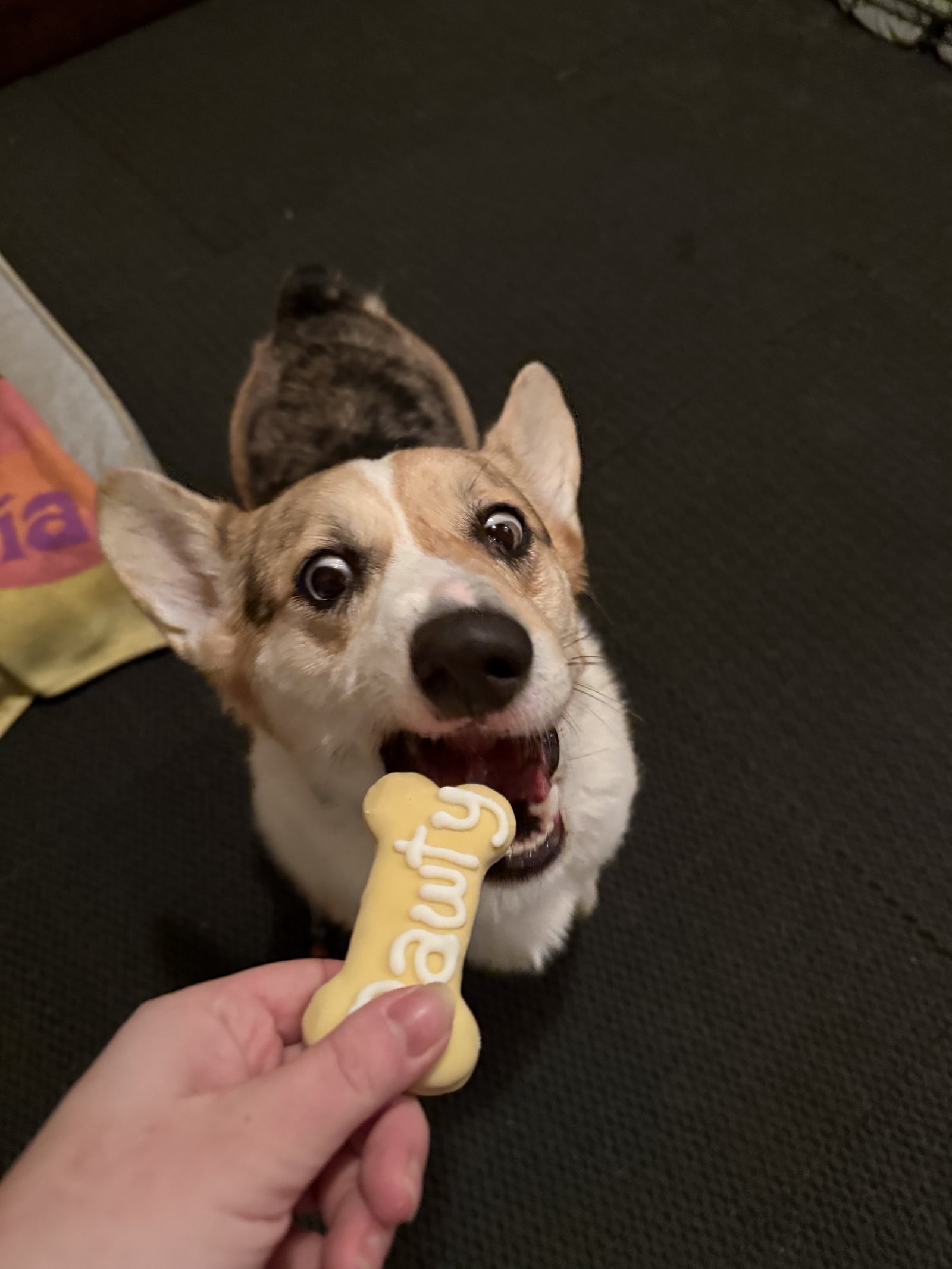 Merle Corgi receiving a reward treat during positive reinforcement training