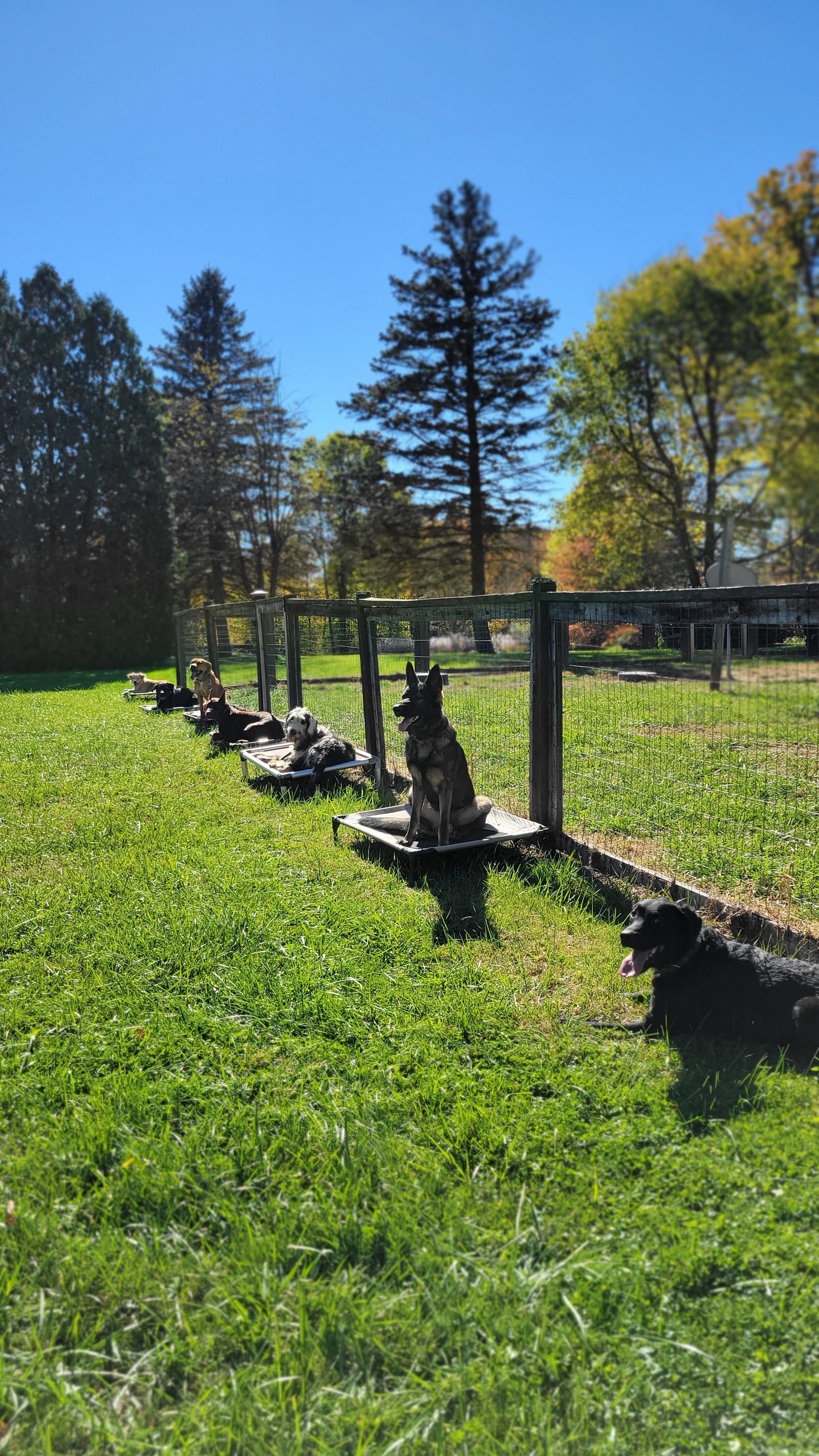 Board and train dogs holding place on cots along a fence line at the training field