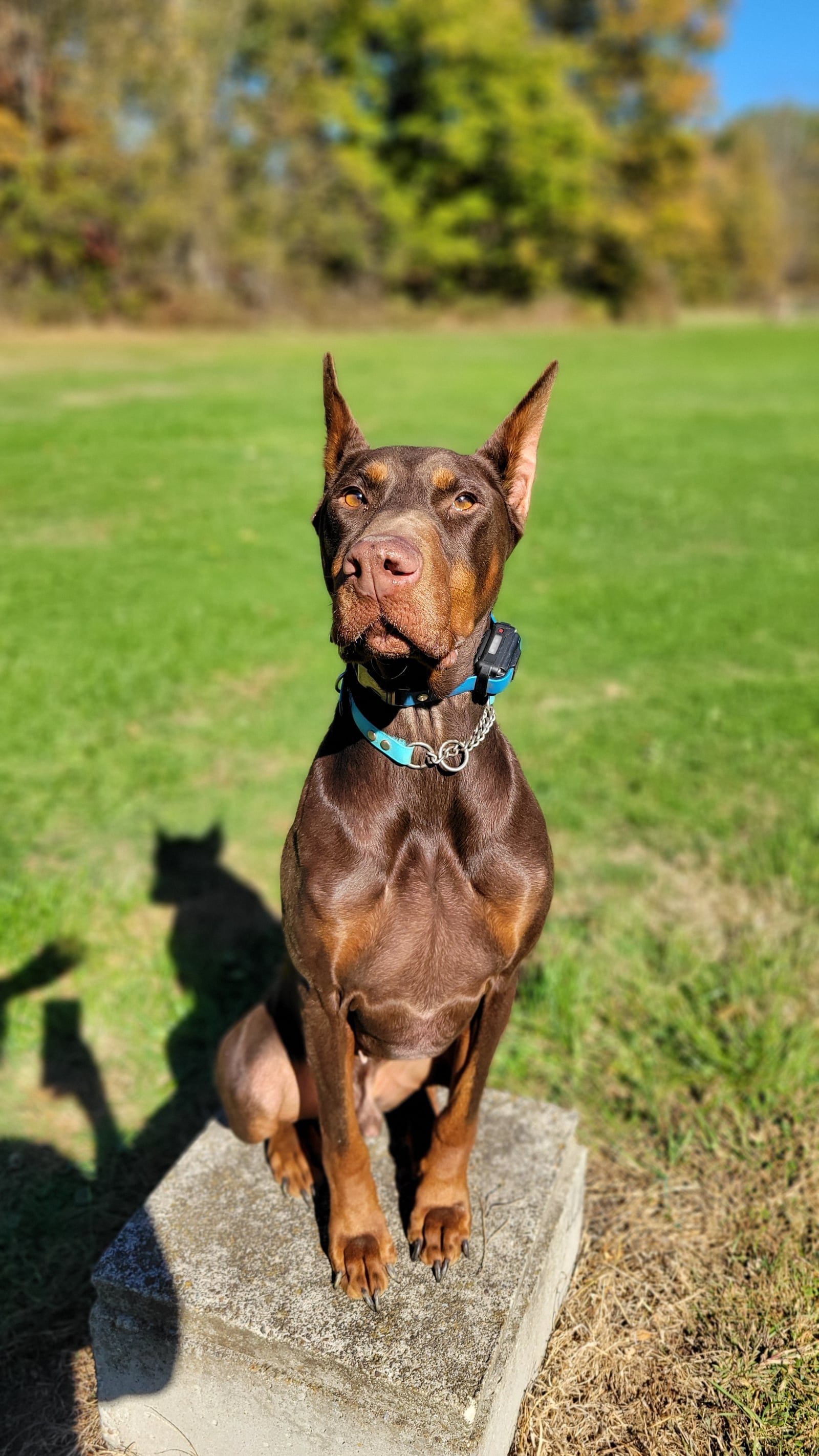 Chocolate Doberman sitting on a concrete block during outdoor obedience training