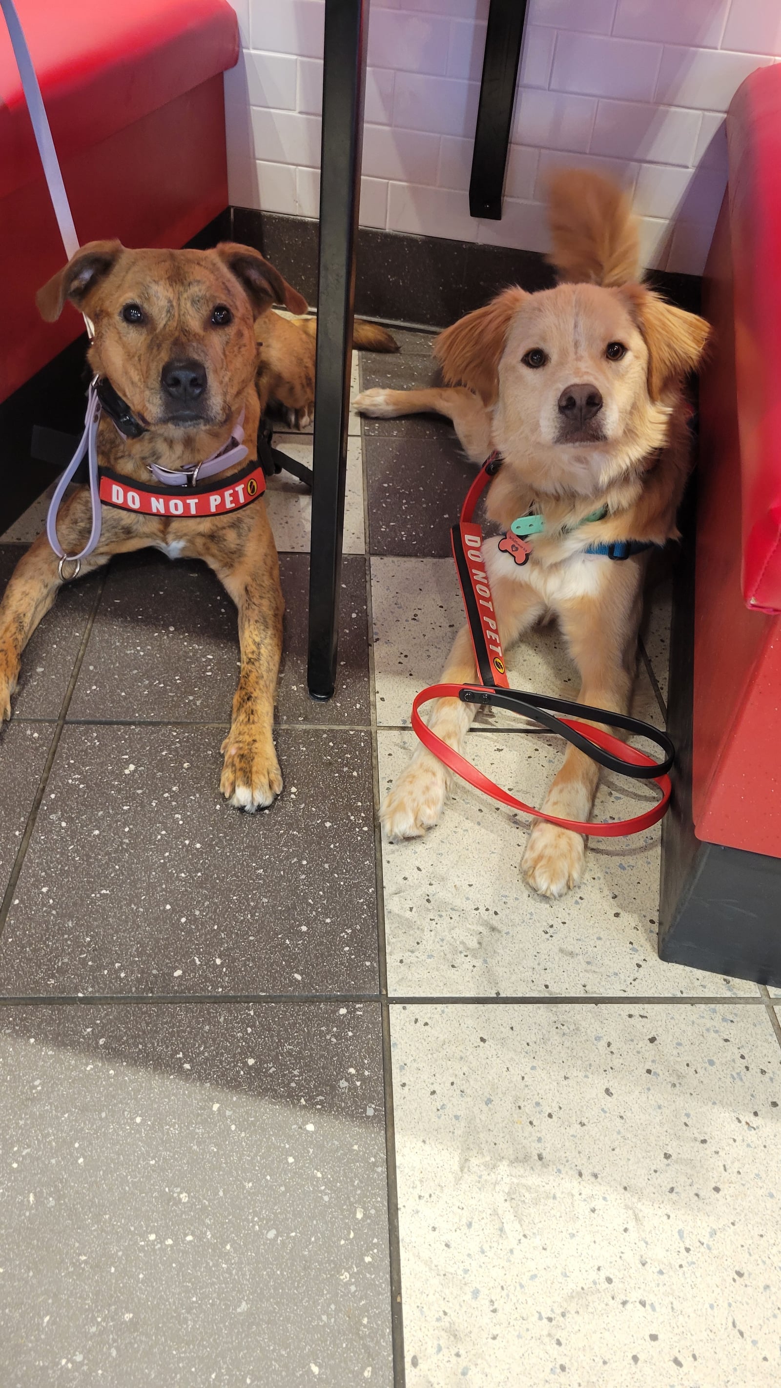 Two service dogs in a calm down-stay under a restaurant booth during public access training