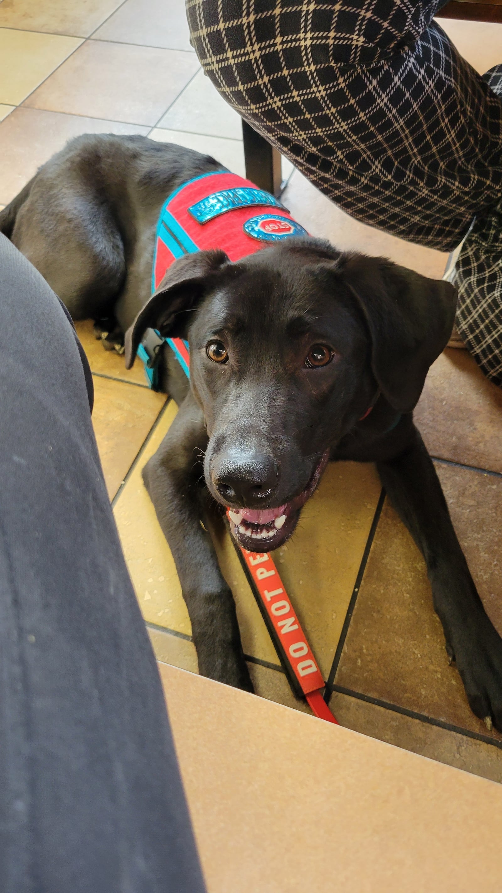 Black Labrador in a service vest holding a down-stay with a do-not-pet leash in a public setting