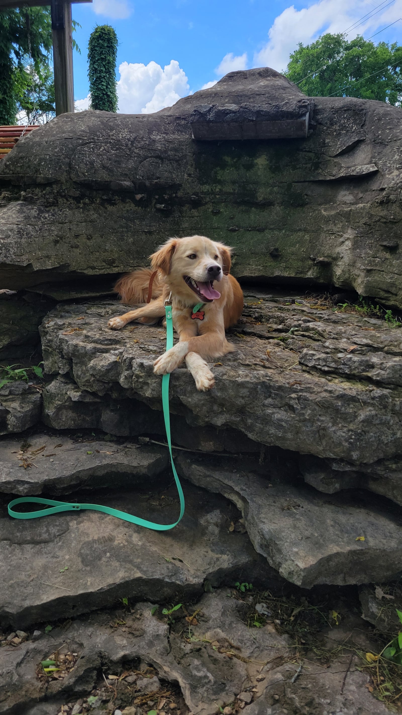 Golden dog holding a down-stay on a rock ledge during outdoor obedience training